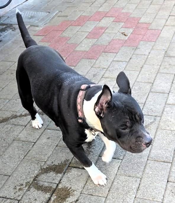 ZARA PIT BULL Foto 2